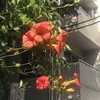 凌霄花