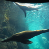 カメラを持ち出して水族館へ