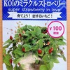 ワイルドストロベリー（KOIのミラクルストロベリー）を半水耕栽培。来年の収穫のために、今年は株の充実に力を入れます