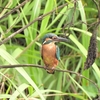 鳥撮散歩　鳥見仲間と「水辺のバレリーナ」の話で盛り上がる！