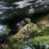 カスミサンショウウオ Hynobius nebulous