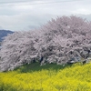 奈良の桜　佐保川と大和郡山お城まつり