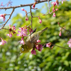 咲き始めた寒彼岸桜に訪れるお客様。