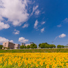 県立大のひまわり迷路