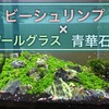 レッドビーシュリンプ水槽作り方〜青華石とキューバパールグラス編〜