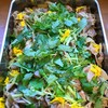 豚肉とヤーコン生姜焼き  菊と三つ葉ちらし