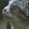 猫や犬に興味がない事が結構つらい現実