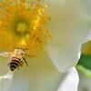 【ミツバチが殺虫剤を好んで食べるように】ネオニコチノイド系化学物質で依存症に