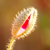 花の出会いと感想記(１４)    写真で綴る ポピ－のつぼみ開花・誕生の物語