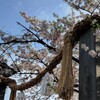 桜咲く横浜総鎮守『伊勢山皇大神宮』参拝