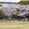 2022/04/02 （土）　桜とタータントラック＠埼玉 鴻巣陸上競技場