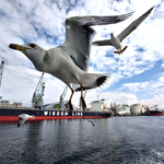 《千葉市中央区》千葉港めぐり観光船。非日常感は船で。