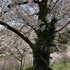 夢からのメッセージ　〜龍の置物と桜並木〜