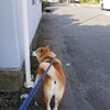 三連休の二日目は熱海へ(来宮神社編)