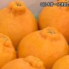 ことしも美味しくできました　天草でデコポンの出荷始まる【熊本】 