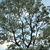 桜狩りの道すがら（５）　花水木。