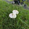 昭和記念公園ドッグラン。