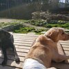 犬を預けるところ。