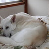スペシャルですヨ