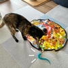 ひさびさの猫壱さんのキャッチミー。