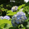 【英語日記はじめました】About "Hydrangea" in Kamakura