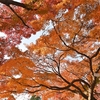 🍂小石川植物園に、また紅葉撮影に行ってきました😊