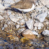 今日の野鳥　イソシギ