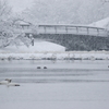 今朝の瓢湖