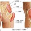 ②仙骨と蝶形骨