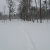 野幌森林公園は楽しい！43　雪が降る前にエゾフクロウに挨拶！