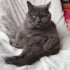 自慢する。