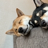 愛犬と一緒に眠るメリットとデメリットについて解説！