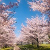 東京の桜と大阪の桜、まだ見ぬ終の住処の桜
