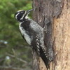 幻のキツツキ：ミユビゲラの生息確認　大雪山国立公園