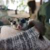 オーストラリア固有の動物達