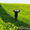 新潟県の花の名所を春夏秋冬ごとにご紹介！おすすめフォトスポット一覧