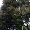 街路樹のマンゴー