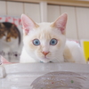 猫カフェin大垣