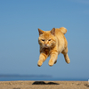 玄海諸島のねこさん