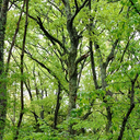 Forest and River