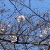 今　時期　近所の桜で　ささやかでも　幸せを感じてます