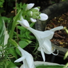 白いギボウシの花とオレンジのユリの花