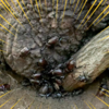 虫取りに行ったらカブトムシが大量発生してた！