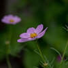 ♪ つ～めたい雨が・・