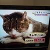 ご長寿!25歳猫！