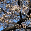 近所の桜🌸 少し咲いてきましたよ😄