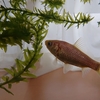 金魚の神様