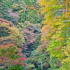 奥多摩の紅葉
