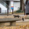 近隣繁華街のねこさん