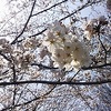 近くの公園にて、ランチタイムの花見の宴　より。